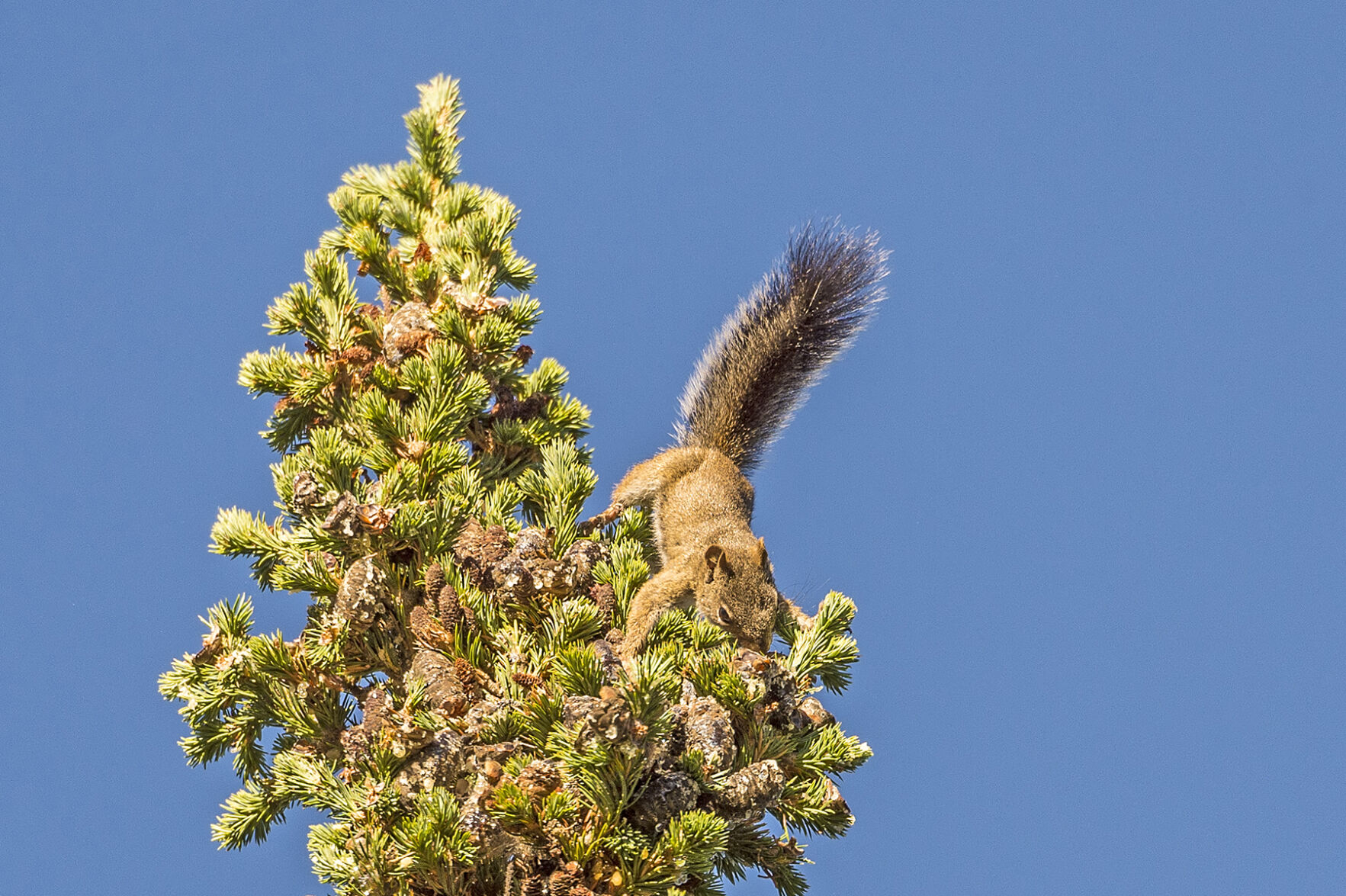 Pine squirrel RMNP